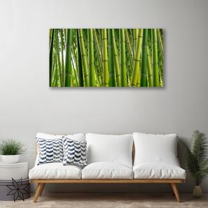 Obraz Canvas Bambusový les bambusové výhonky 100x50 cm