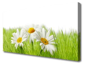 Obraz Canvas Sedmokráska kvety rastlina 100x50 cm