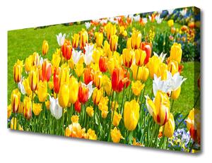 Obraz Canvas Tulipány kvety príroda 100x50cm
