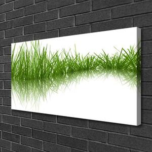 Obraz Canvas Tráva príroda rastlina 100x50 cm