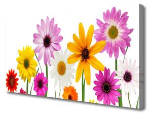 Obraz Canvas Farebné kvety príroda 100x50 cm
