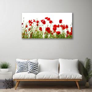 Obraz Canvas Maky kvety príroda 100x50 cm