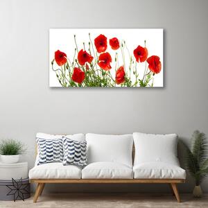 Obraz Canvas Maky kvety príroda 100x50 cm