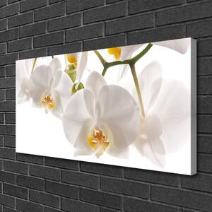 Obraz Canvas Orchidea kvety príroda 100x50 cm