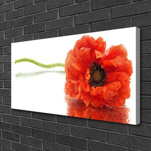 Obraz Canvas Kvety príroda 100x50 cm