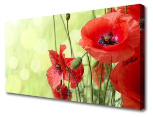 Obraz Canvas Maky kvety príroda 125x50 cm