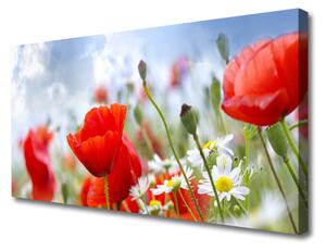 Obraz Canvas Maky sedmokrásky kvety 125x50cm