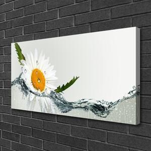 Obraz Canvas Sedmokráska vo vode 100x50 cm