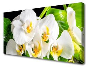 Obraz Canvas Orchidea kvety príroda 125x50 cm