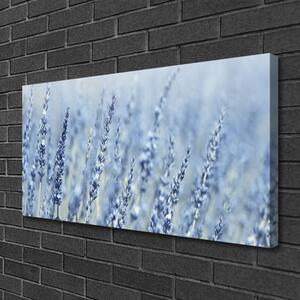 Obraz Canvas Kvety klasy lúka príroda 100x50 cm