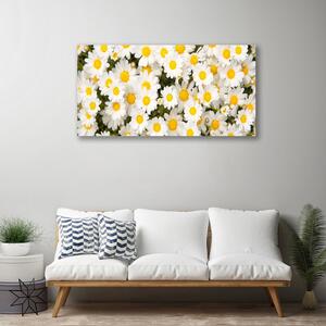 Obraz Canvas Sedmokrásky kvety 100x50 cm