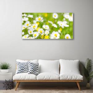 Obraz Canvas Sedmokráska kvet rastlina 100x50 cm
