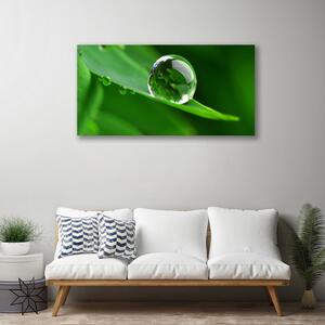 Obraz na plátne List voda kvapka rastlina 100x50 cm