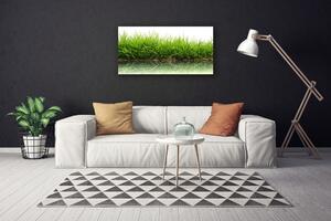 Obraz na plátne Tráva voda príroda rastlina 100x50 cm