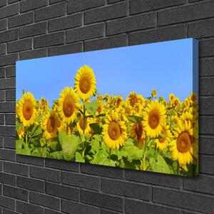 Obraz na plátne Slnečnica kvet rastlina 100x50 cm