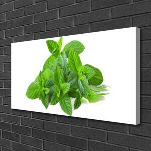 Obraz Canvas Mäta rastlina príroda 100x50 cm