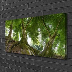 Obraz Canvas Stromy rastlina príroda 100x50 cm