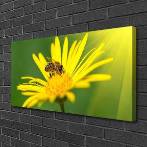 Obraz Canvas Osa kvet rastlina príroda 100x50 cm