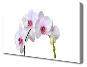 Obraz Canvas Vstavač orchidea kvety 125x50cm