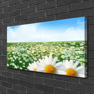 Obraz Canvas Sedmokrásky kvety lúka pole 100x50 cm