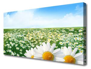 Obraz Canvas Sedmokrásky kvety lúka pole 100x50 cm
