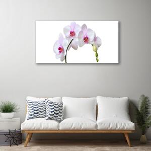 Obraz Canvas Vstavač orchidea kvety 100x50 cm