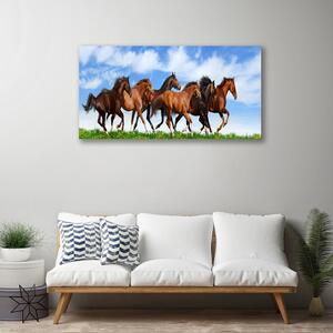 Obraz Canvas Cválajúci kone na pastvine 100x50 cm