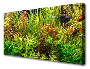 Obraz Canvas Akvárium rybičky rastliny 100x50 cm