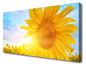 Obraz Canvas Slnečnica kvet slnko 125x50 cm