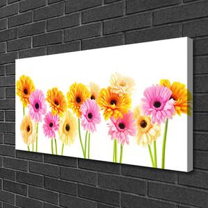 Obraz Canvas Farebné kvety gerbery 100x50 cm