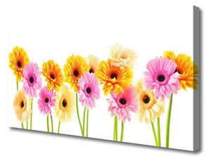 Obraz Canvas Farebné kvety gerbery 125x50 cm