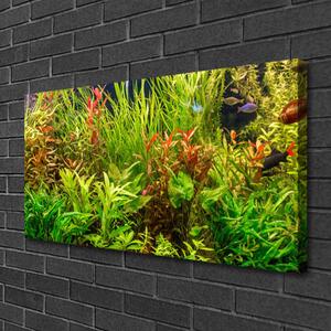 Obraz Canvas Akvárium rybičky rastliny 100x50 cm