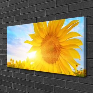 Obraz Canvas Slnečnica kvet slnko 100x50 cm