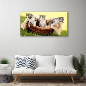 Obraz Canvas Mačky zvieratá 100x50 cm