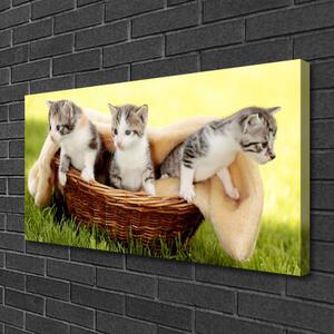 Obraz Canvas Mačky zvieratá 100x50 cm