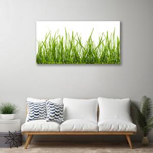 Obraz Canvas Tráva príroda rastlina 100x50 cm