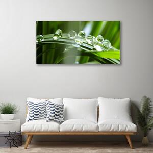Obraz Canvas Tráva rosa kvapky rastlina 100x50 cm