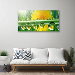 Obraz Canvas Stonka kvapky rosa rastlina 100x50 cm