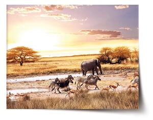 Sablio Plagát Safari - 60x40 cm
