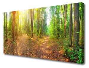 Obraz Canvas Slnko príroda lesné chodník 100x50 cm