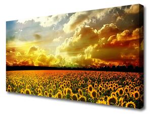 Obraz Canvas Pole slnečníc krajina 125x50cm