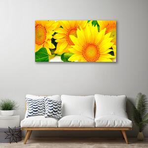Obraz Canvas Slnečnica kvet príroda 100x50 cm