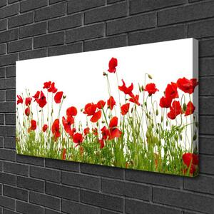 Obraz Canvas Lúka maky kvety príroda 100x50 cm
