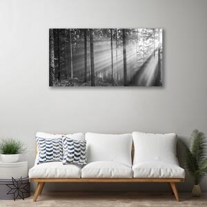 Obraz Canvas Les príroda lúče slnka 100x50 cm