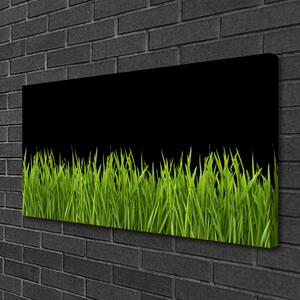 Obraz Canvas Zelená tráva príroda 100x50 cm