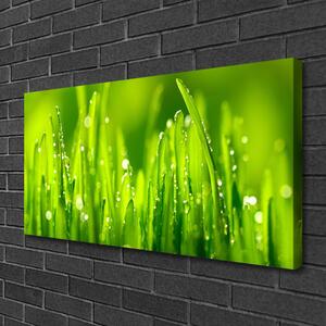 Obraz Canvas Zelená tráva kvapky rosy 100x50 cm