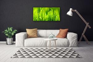 Obraz Canvas Zelená tráva kvapky rosy 100x50 cm