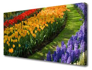 Obraz Canvas Kvety záhrada tulipány 100x50 cm