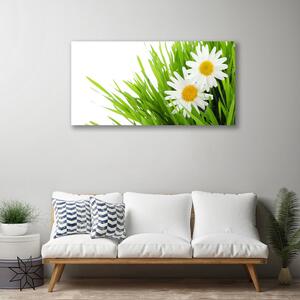 Obraz Canvas Sedmokráska kvet príroda 100x50 cm