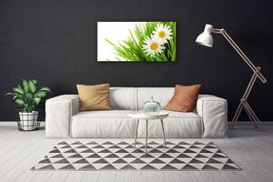 Obraz Canvas Sedmokráska kvet príroda 100x50 cm